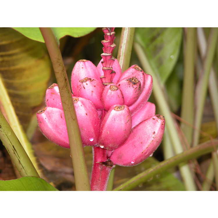 Musa velutina - pink velvet banana