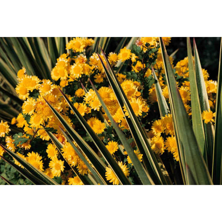 Chrysanthemum Golden Lida Thomas