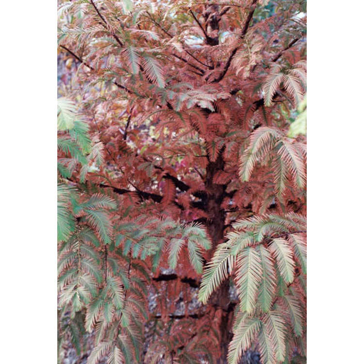 Metasequoia honshuenensis - big-cone dawn redwood