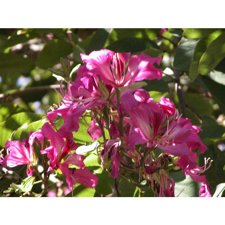 Bauhinia-variegata-002-Miami-11-04.JPG