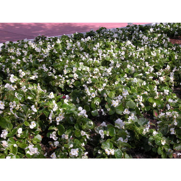 Begonia-semperflorens-001-Disney-11-04.JPG