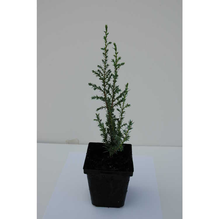 Juniperus communis 'Veitch's Blue' - compact common juniper