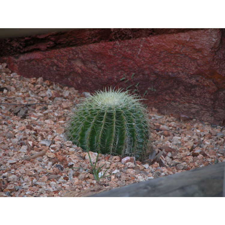 Echinocactus-grusonii-002-Disney-11-04.JPG