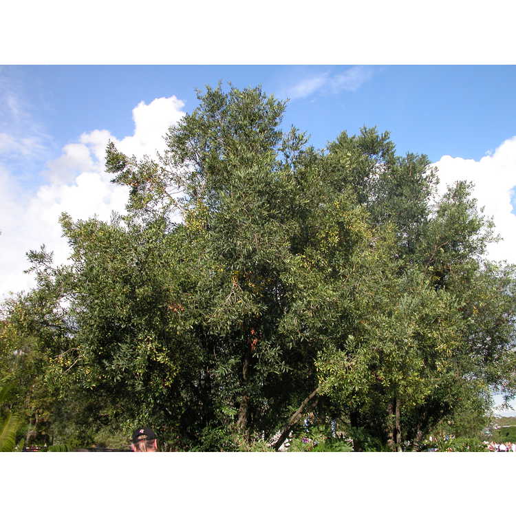 broad-leaved podocarpus