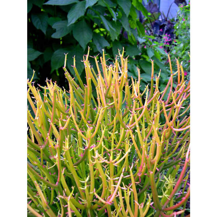 <em>Euphorbia tirucalli</em>