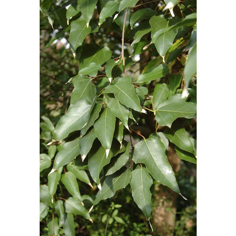 Acer oblongum - flying moth maple