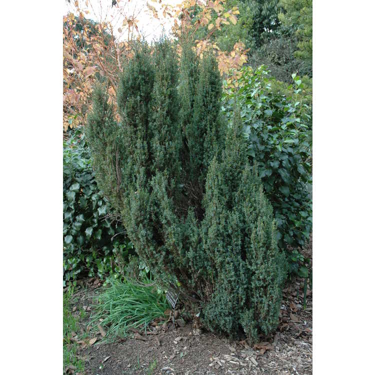 Juniperus communis 'Gold Cone' - gold-column common juniper