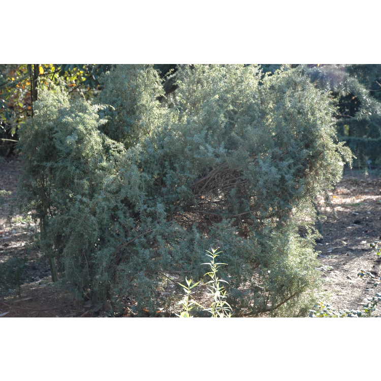 <em>Juniperus communis</em> 'Pendula'