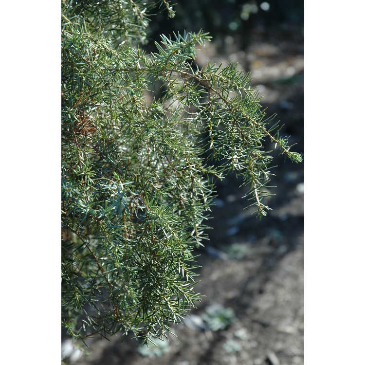 Juniperus communis 'Pendula' - weeping common juniper