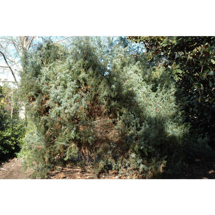 Juniperus communis 'Pendula' - weeping common juniper
