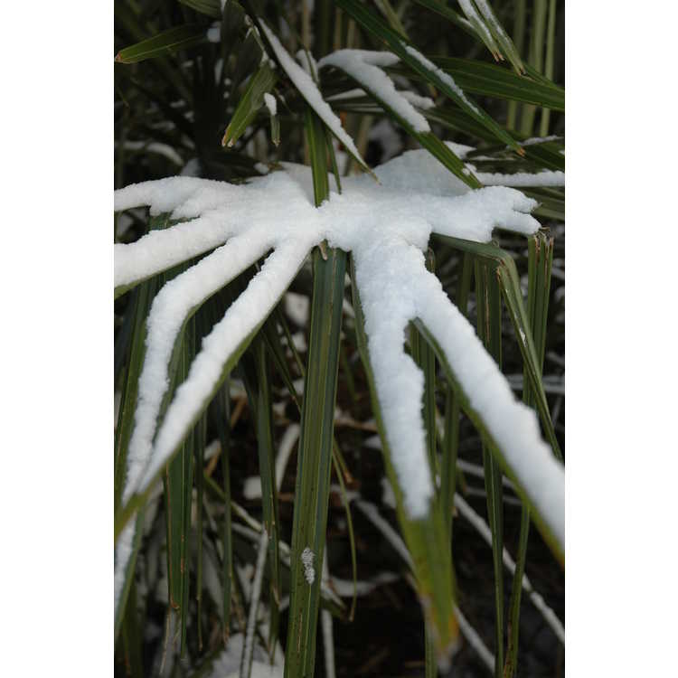 Rhapidophyllum hystrix - needle palm