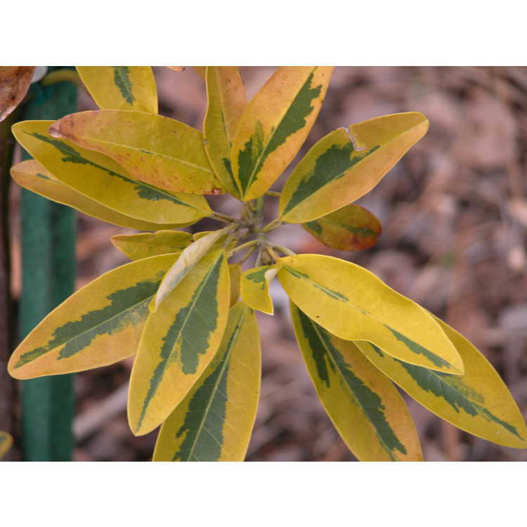 Magnolia-virginiana-Mattie-Mae-Smith-001-NBG-1-05.JPG