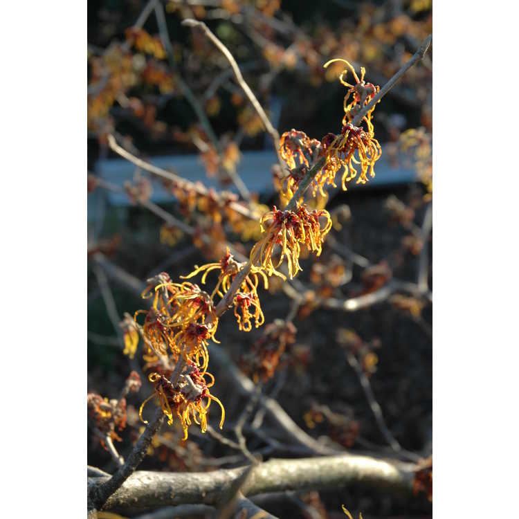 Hamamelis ×intermedia 'Jelena' - copper-flowered common witchhazel