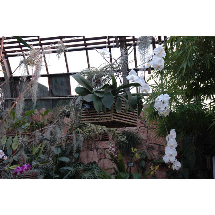 Lincoln Park Conservatory