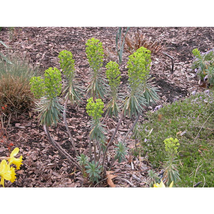Euphorbia-polychroma-001-NBG-3-05.JPG