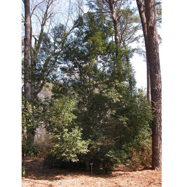 Quercus myrsinifolia - Chinese evergreen oak