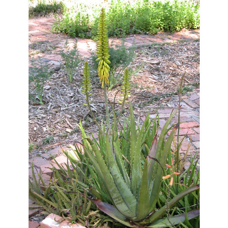 Aloe-vera-A-barbadensis-002-Kanapaha-4-05.JPG