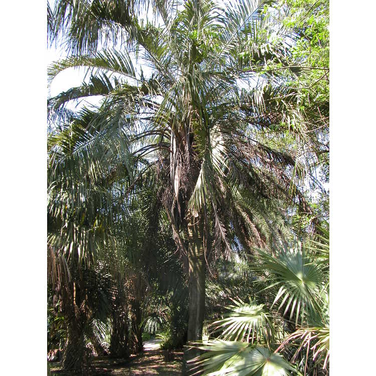hybrid palm
