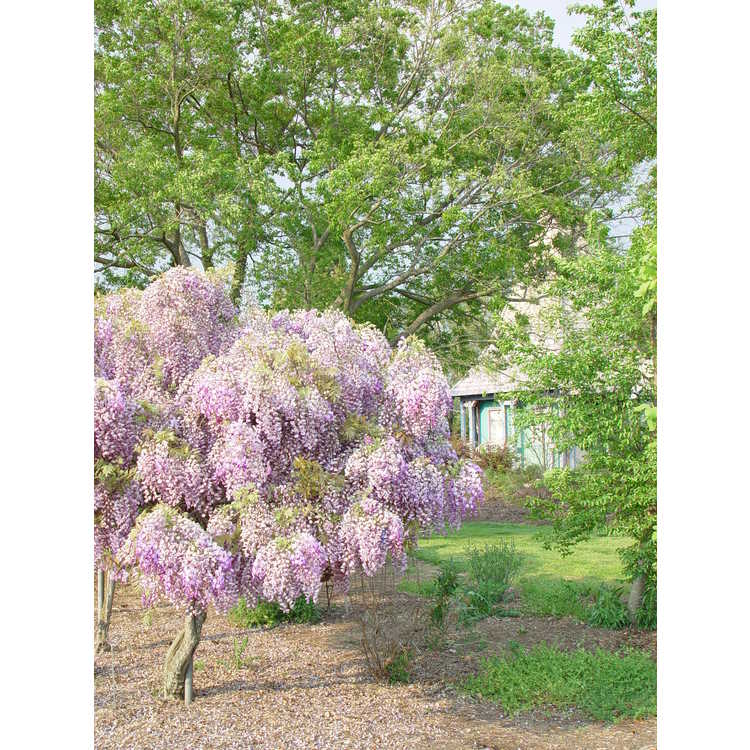 flowering wisteria