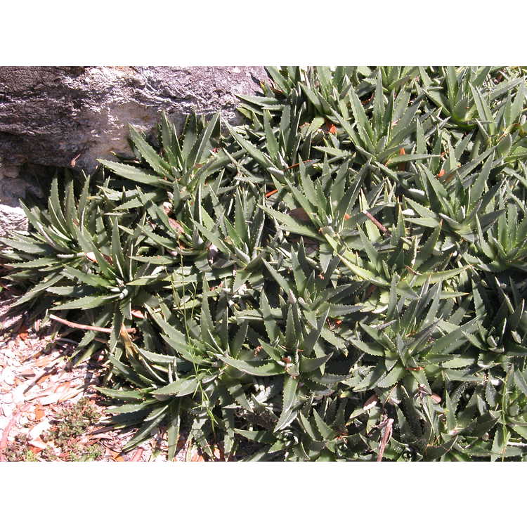 Dyckia-brevifolia-001-Kanapaha-4-05.JPG