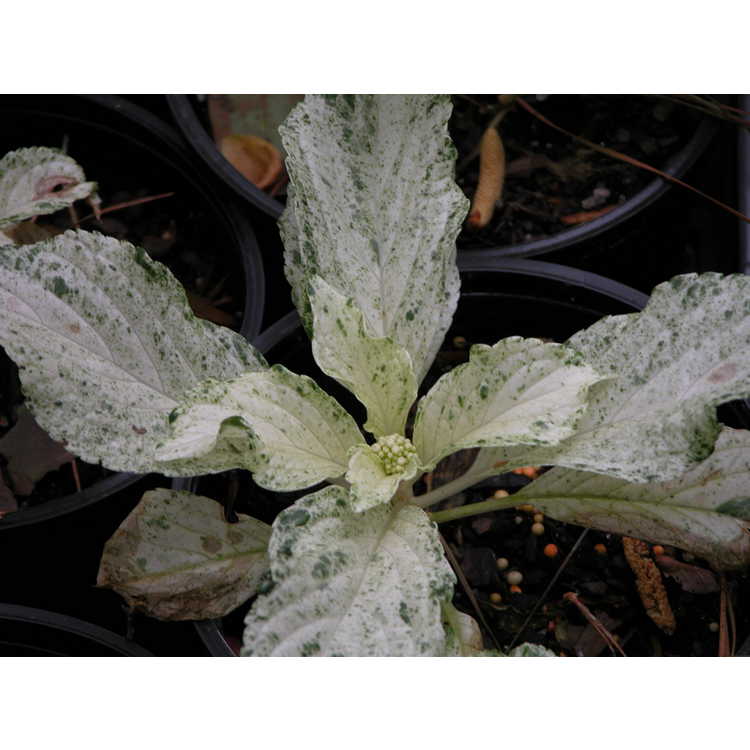<em>Hydrangea macrophylla</em> var.<em> normalis</em> 'Hatsushimo'