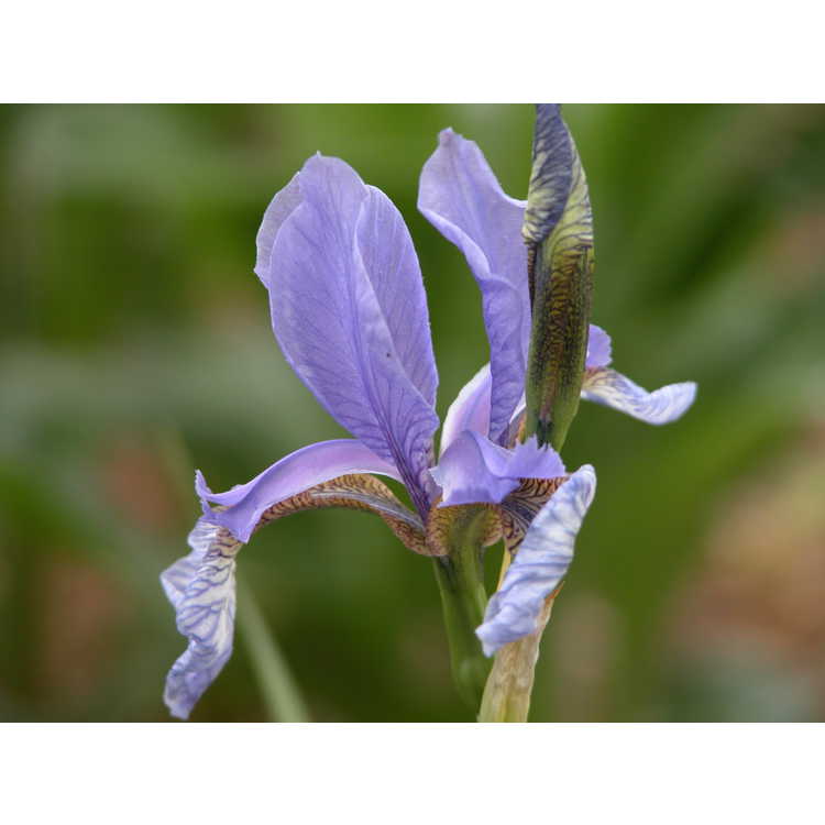 <em>Iris sikkimensis</em>