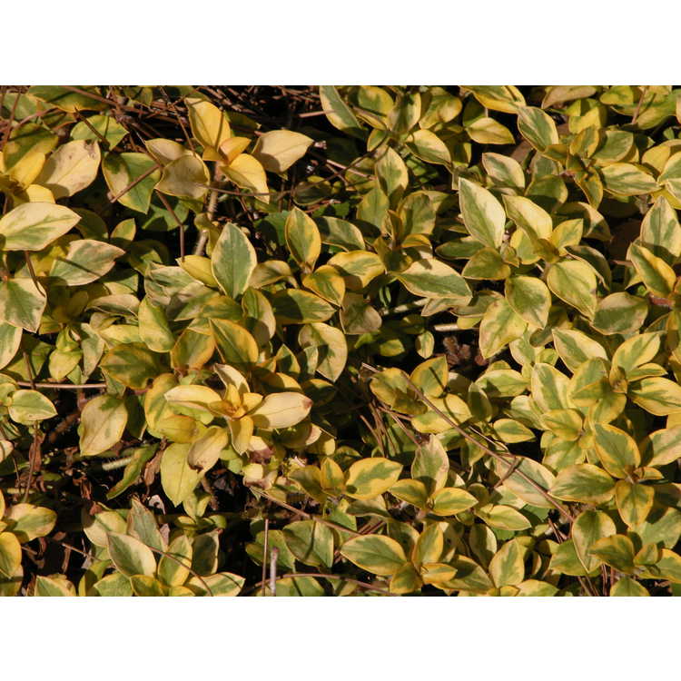 Lysimachia-congestiflora-Outback-Sunset-001-Leu-4-05.JPG
