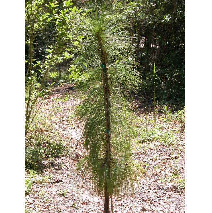 <em>Pinus palustris</em>