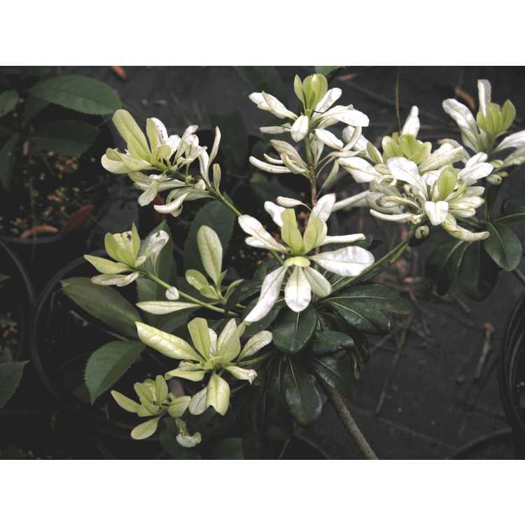Pittosporum tobira 'Spring Bouquet'