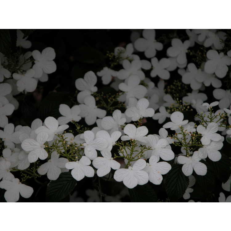 <em>Viburnum plicatum</em> f.<em> tomentosum</em> 'Summer Snowflake'