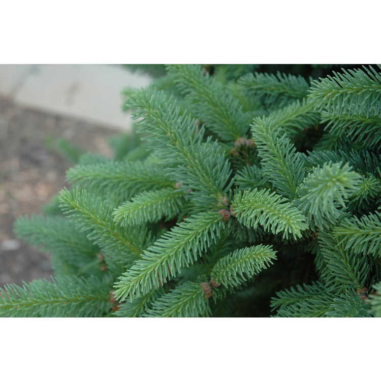 compact Norway spruce
