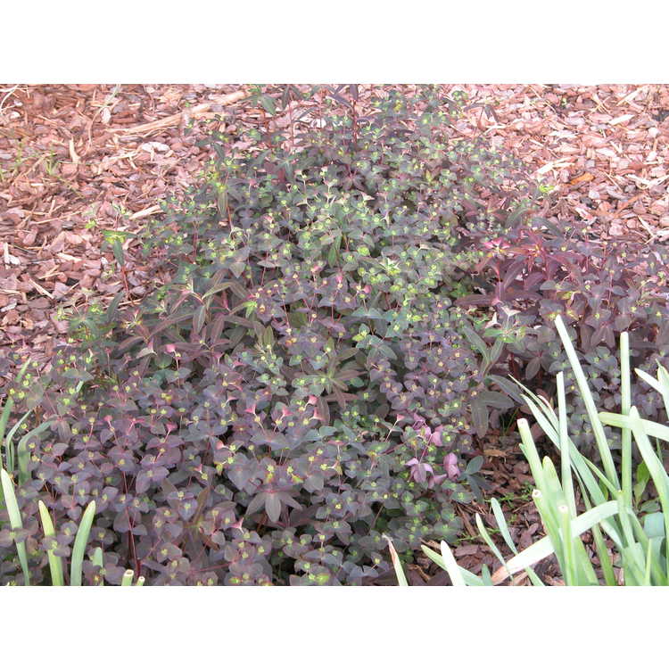 Euphorbia-x-martinii-001-NBG-5-05.JPG