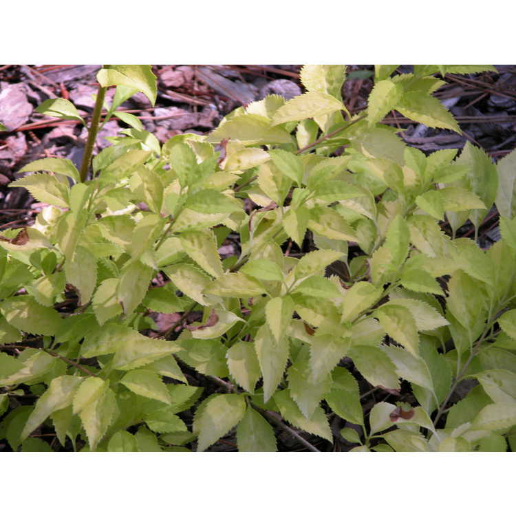 Forsythia-viridissima-var-koreana-Suwan-Gold-002-NBG-5-05.JPG