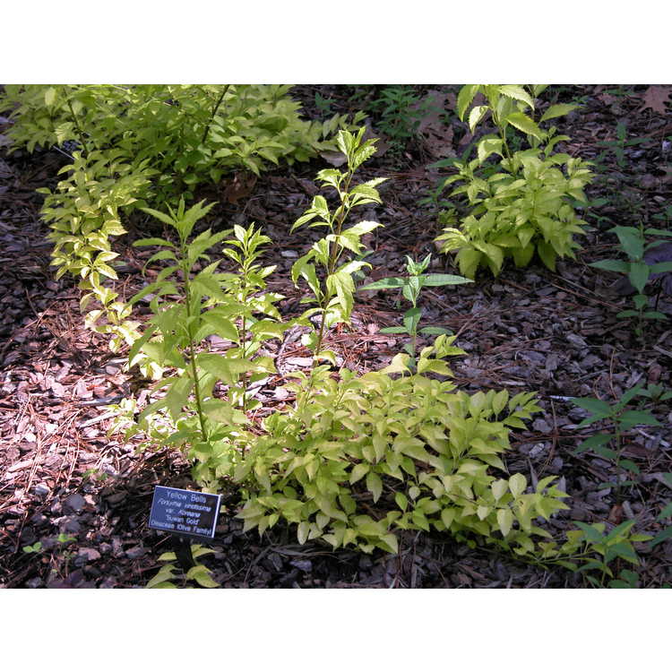 Forsythia-viridissima-var-koreana-Suwan-Gold-003-NBG-5-05.JPG