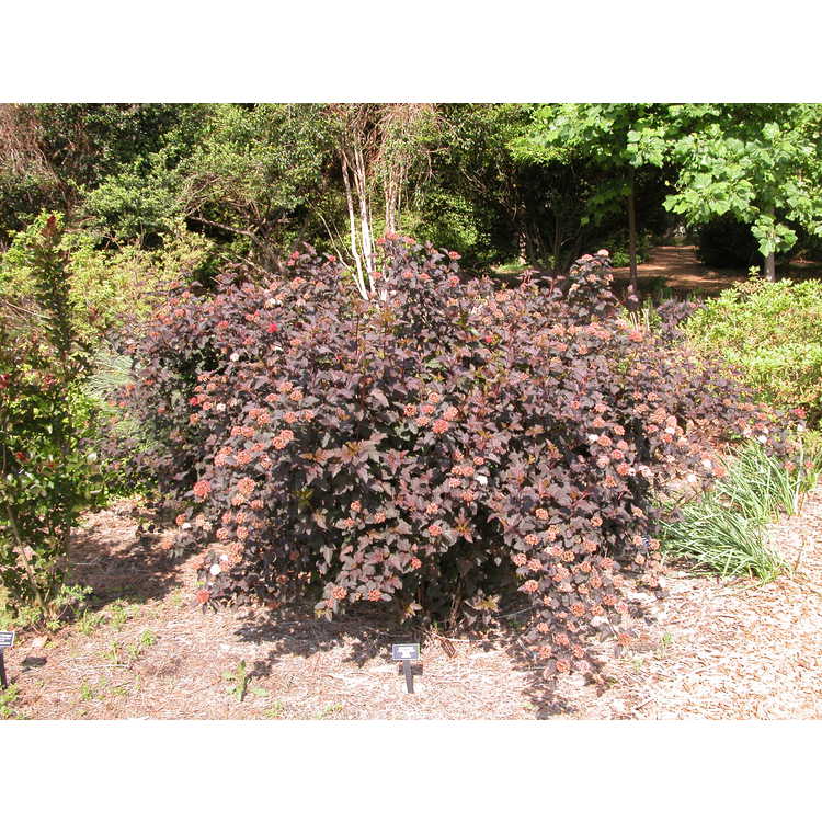 Physocarpus-opulifolius-Monlo-Diablo-005-NBG-5-05.JPG