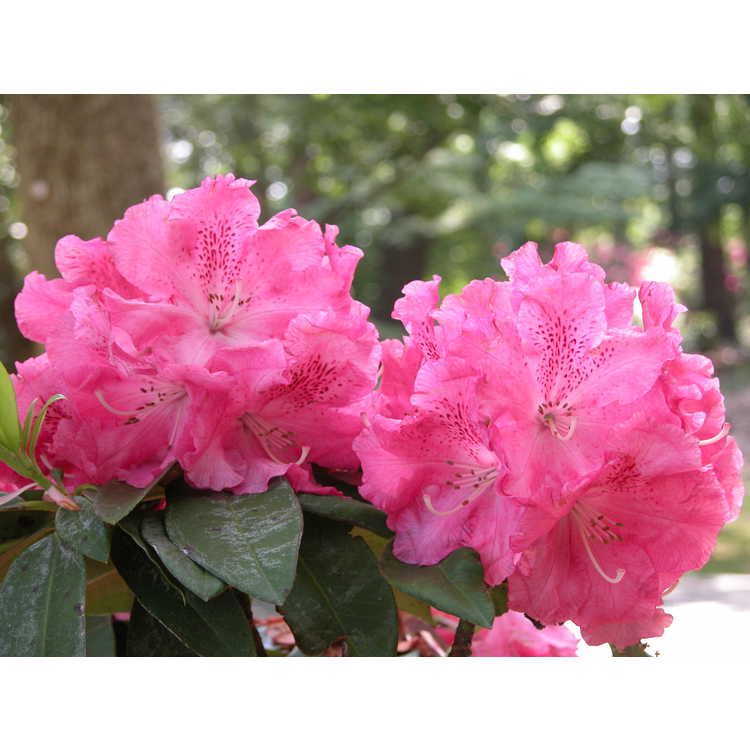 Rhododendron-Kluis-Sensation-x-Caroline-002-NBG-5-05.JPG