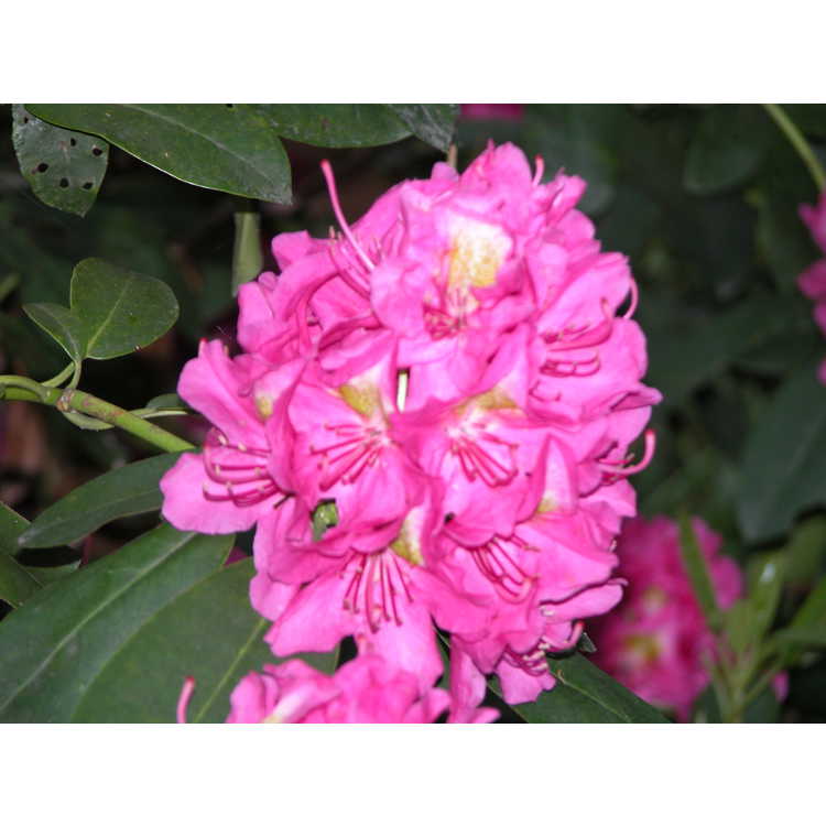 Rhododendron-cv-no-4-002-NBG-5-05.JPG
