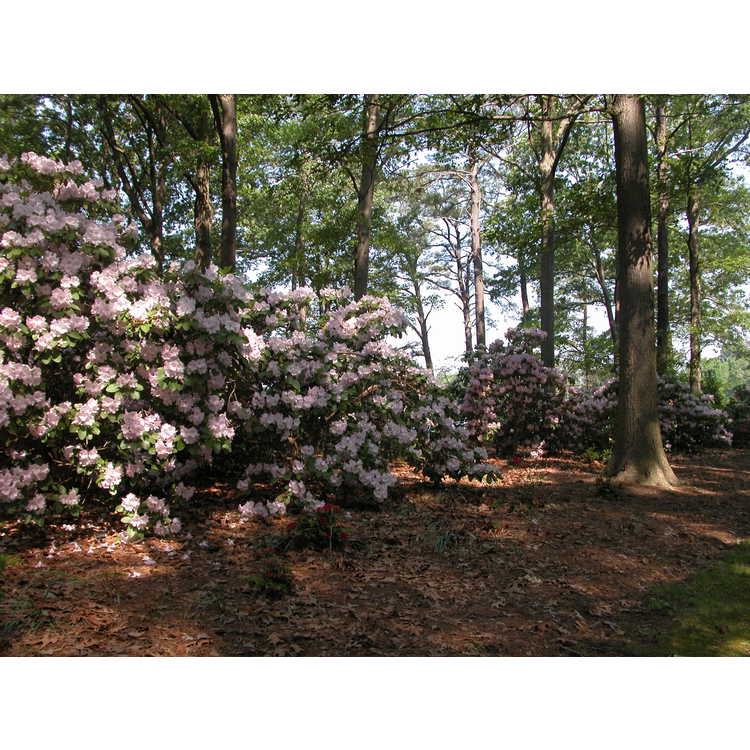 Rhododendron-fortunei-004-NBG-5-05.JPG