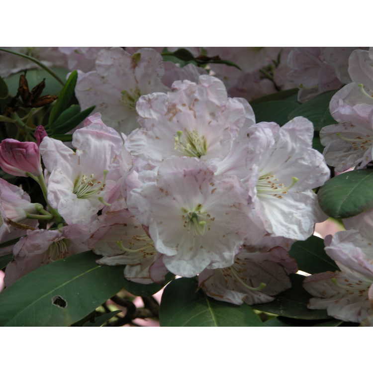 <em>Rhododendron fortunei</em>