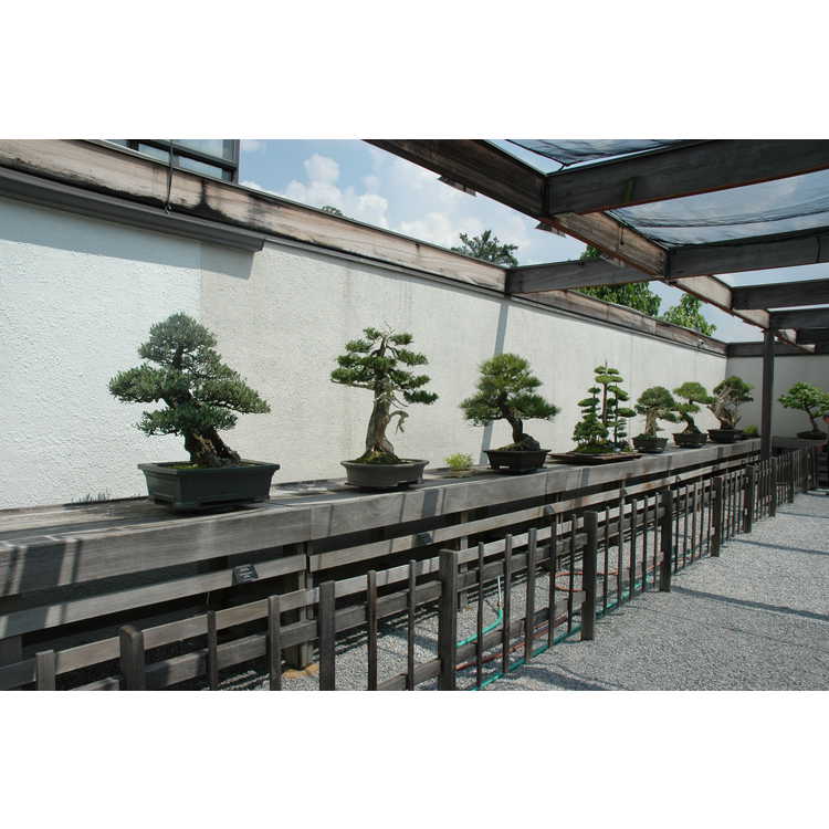 National Bonsai and Penjin Museum