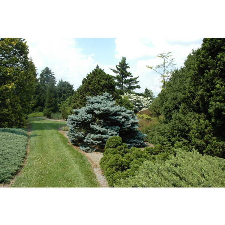 Gotelli Dwarf and Slow-growing Conifer Collection