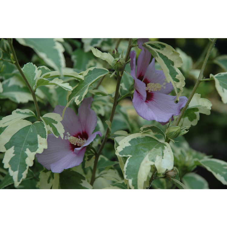 Hibiscus syriacus 'Meehanii' - variegated rose-of-Sharon