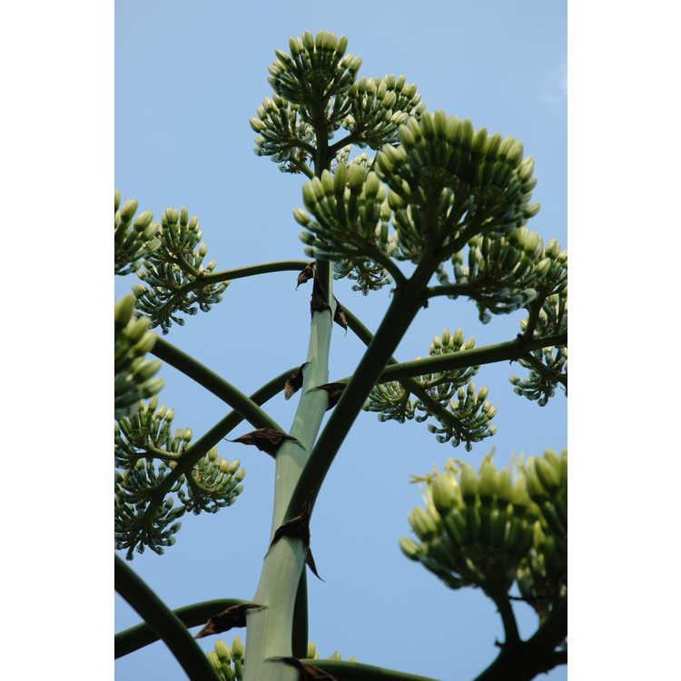 Agave parryi subsp. parryi var. huachucensis - Fort Huachuca barrel agave
