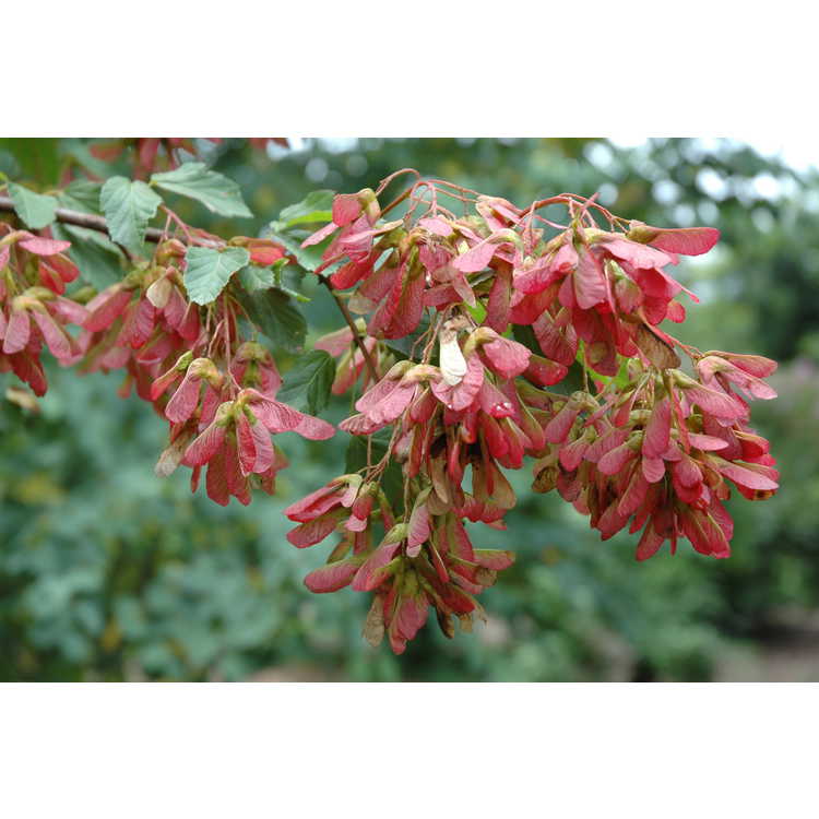 Acer tataricum subsp. ginnala 'Red Wing'