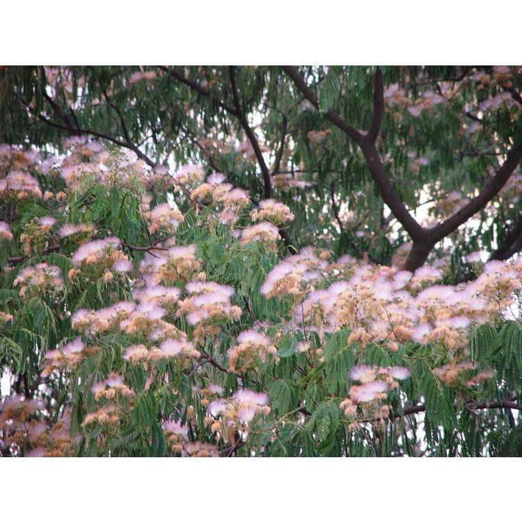 Indian mimosa