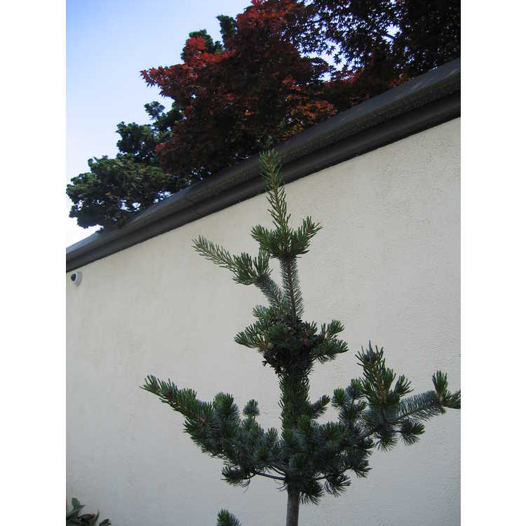 Pinus - pine
