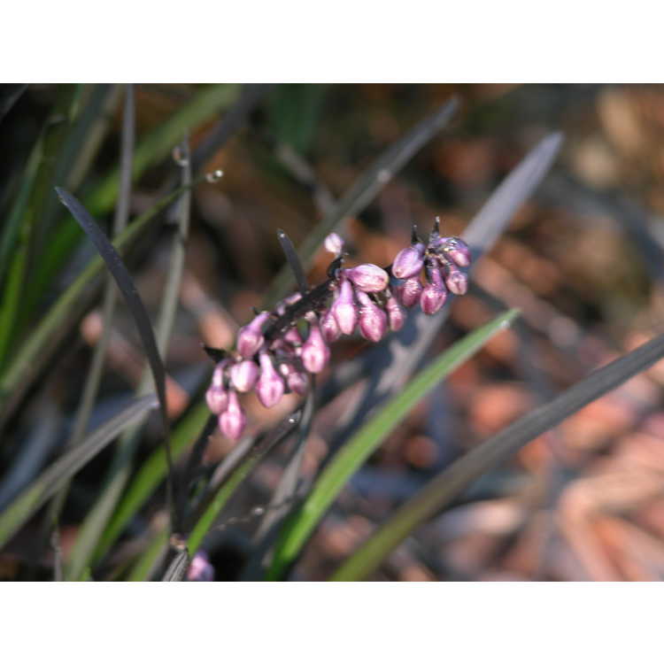 Ophiopogon planiscapus 'Kokuryu' - black mondo grass