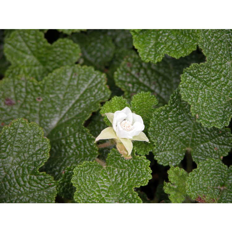 Rubus rolfei 'Emerald Carpet'