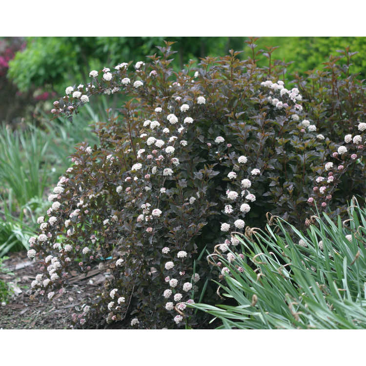 <em>Physocarpus opulifolius</em> 'Seward'