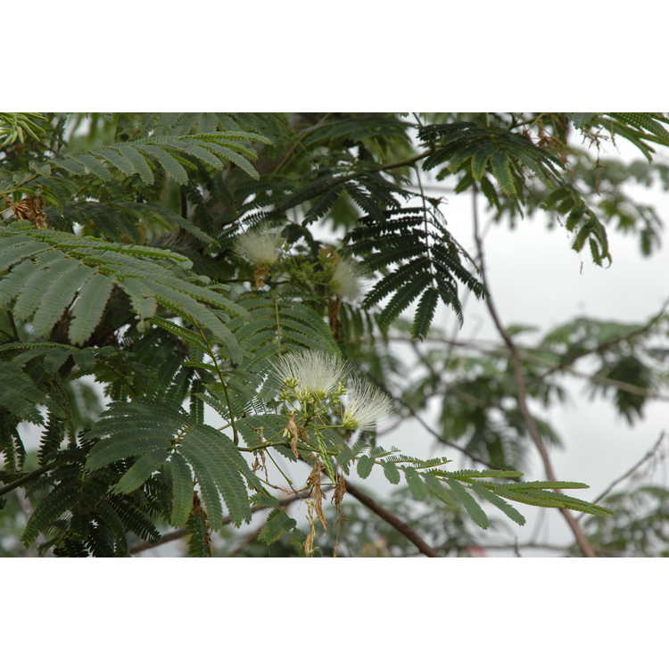 white-flowered common mimosa